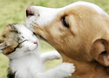 Senado aprova Estatuto dos Cães e Gatos com direitos e deveres para animais de estimação