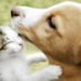 Senado aprova Estatuto dos Cães e Gatos com direitos e deveres para animais de estimação