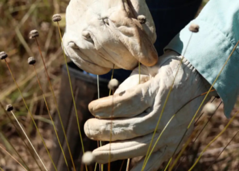 Pesquisadores redescobrem plantas consideradas extintas há mais de três décadas