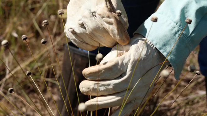 Pesquisadores redescobrem plantas consideradas extintas há mais de três décadas