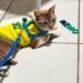Gato desaparecido em Arapiraca é resgatado a 600 km e retorna ao lar