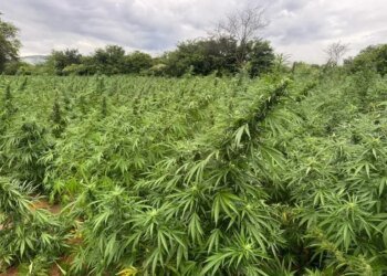 Operação policial desmantela rede de cultivo e tráfico de maconha em Alagoas e Nordeste