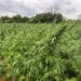 Operação policial desmantela rede de cultivo e tráfico de maconha em Alagoas e Nordeste