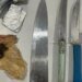 Armas brancas e drogas são encontradas nos fundos de escola em Maceió