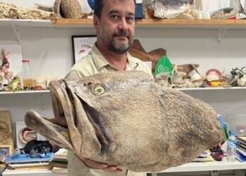 Universidade Federal de Alagoas preserva cabeça de peixe ameaçado de extinção para atividades educacionais em Penedo