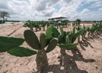 Projeto de sustentabilidade alimentar garante aumento de peso em bovinos no Sertão