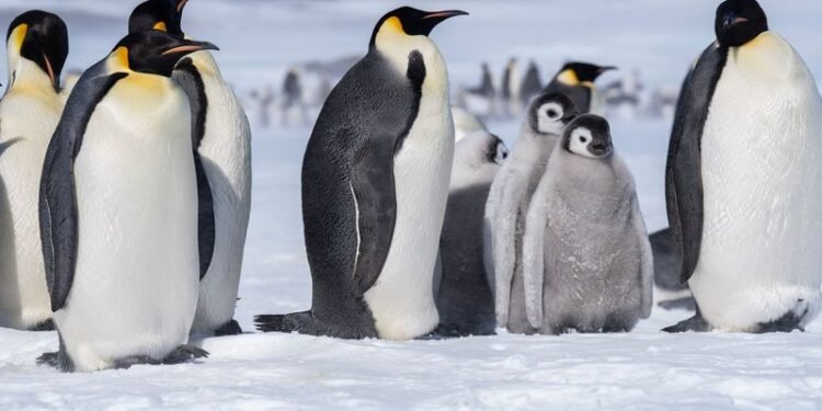 Pinguim-imperador: saiba quando a maior espécie corre risco de extinção