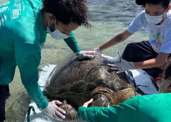 Tartaruga-verde é resgatada após ficar presa em curral na praia de Ipioca