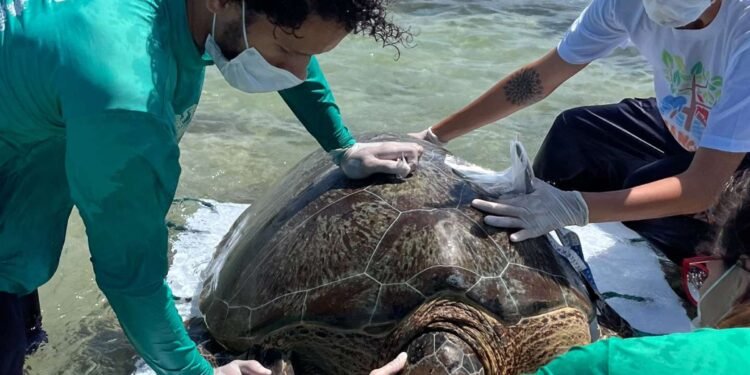 Tartaruga-verde é resgatada após ficar presa em curral na praia de Ipioca