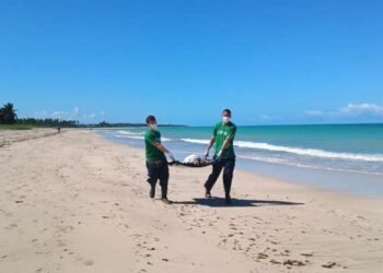 Tartaruga resgatada com ferimentos por rede de pesca em Maceió
