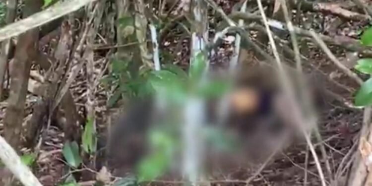 Corpo em estado de putrefação é encontrado em canavial no Benedito Bentes